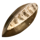 Orthoceras Brown - 化石