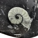 Orthoceras 盘 - 椭圆形 - 化石