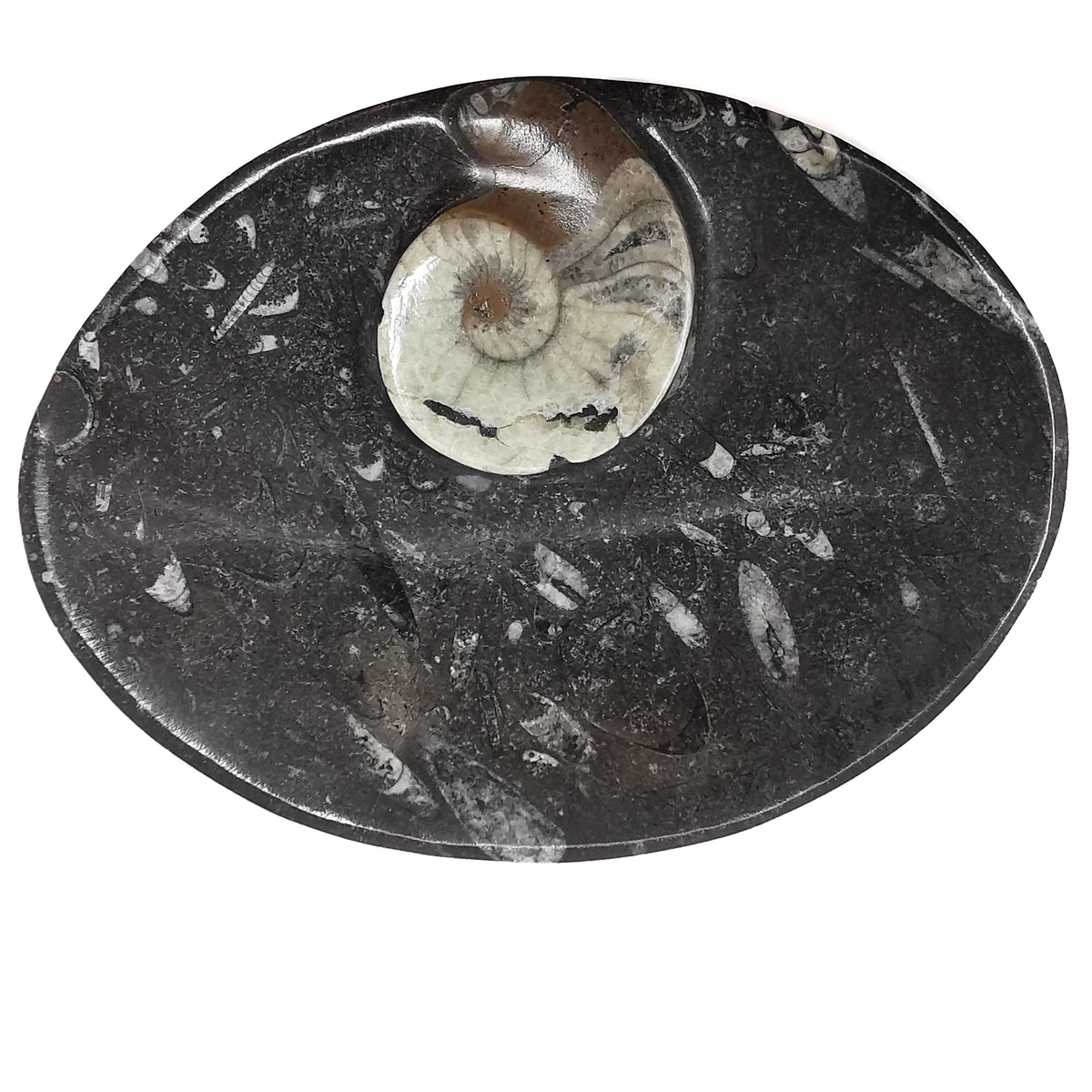 Orthoceras Dish oval fossil from Morocco, Orthoceras Limestone, Ludlow.