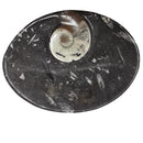 Orthoceras 盘 - 椭圆形 - 化石