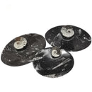 Orthoceras 盘 - 椭圆形 - 化石