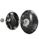 Orthoceras 盘 - 椭圆形 - 化石