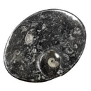 Orthoceras 盘 - 椭圆形 - 化石