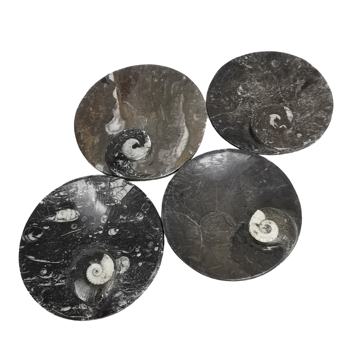 Orthoceras Dish round fossil from Morocco, Orthoceras Limestone, Ludlow.