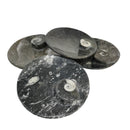 Orthoceras 盘 - 圆形 - 化石