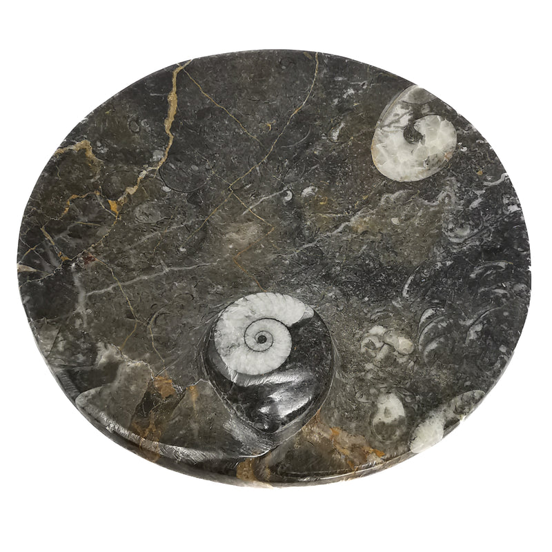 Orthoceras Dish - Round - Fossil