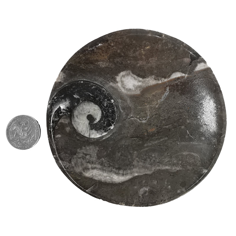 Orthoceras Dish - Round - Fossil