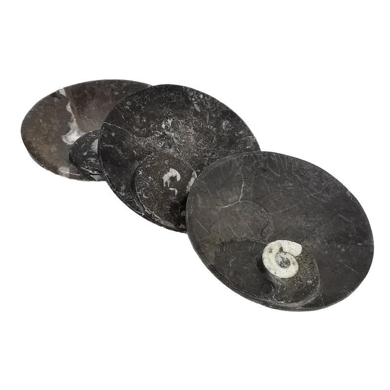 Orthoceras Dish - Round - Fossil