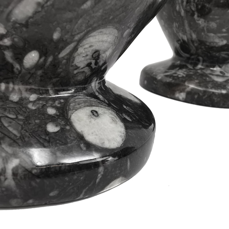 Orthoceras 花瓶 - 化石