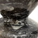 Orthoceras 花瓶 - 化石