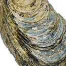 巨型牡蛎壳 - 化石