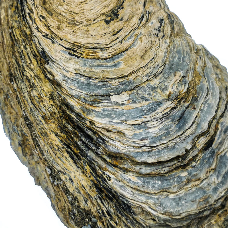 巨型牡蠣殼 - 化石
