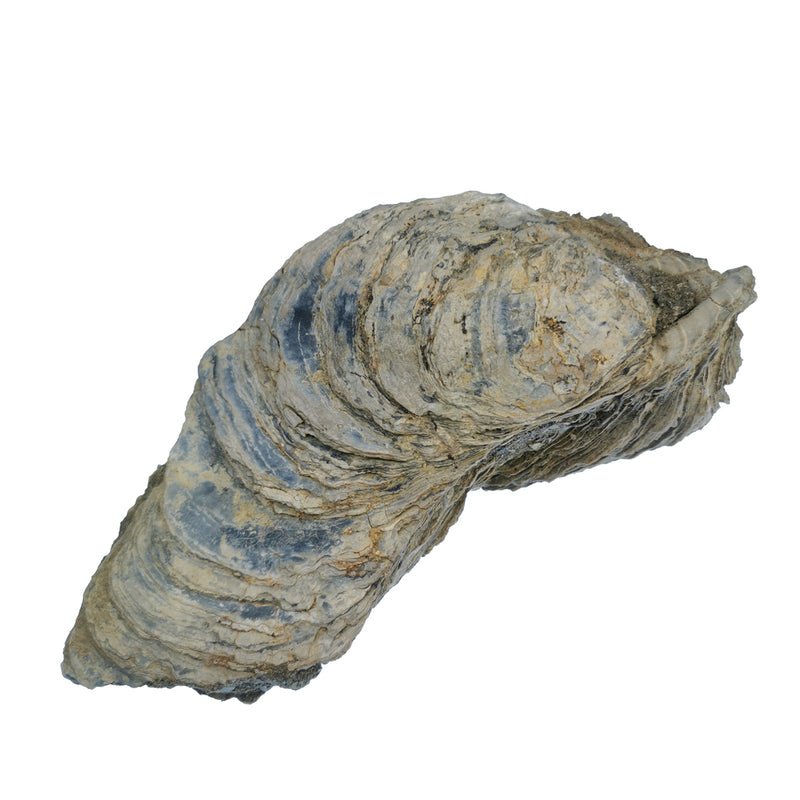 Giant Oyster Shell - Fossil