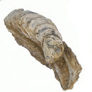 巨型牡蛎壳 - 化石