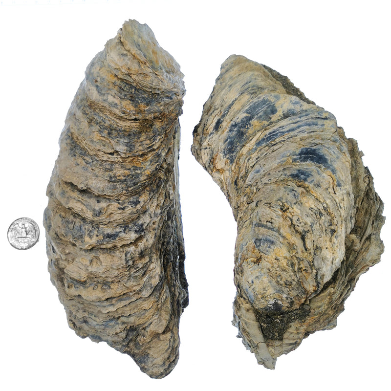 巨型牡蛎壳 - 化石