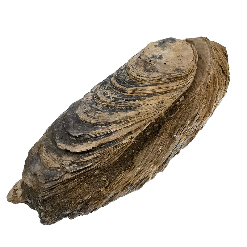 巨型牡蛎壳 - 化石