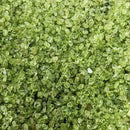 Peridot Mini (1lb Bag) - Tumbled