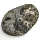 Petoskey Stone - Rough