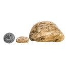 Petoskey Stone - Rough