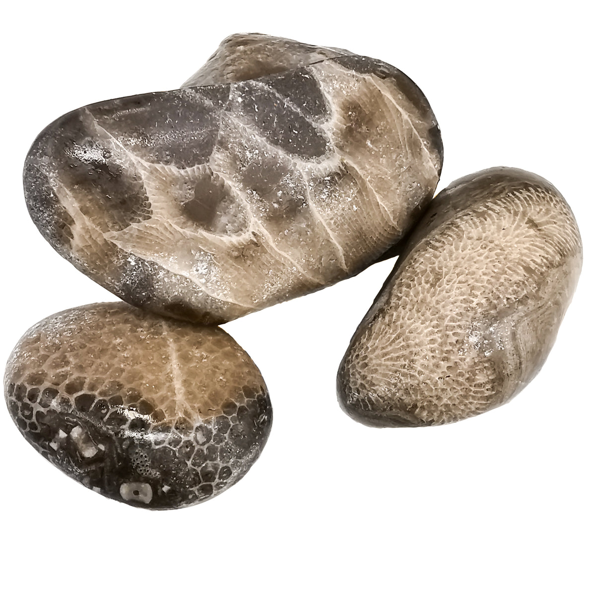 Petoskey Stone rough from Michigan, USA.