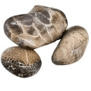 Petoskey Stone - Rough