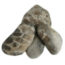 Petoskey Stone - Rough