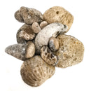 Petoskey Stone - Rough