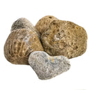 Petoskey Stone - Rough