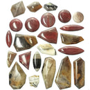 硅化木 - 凸圆形