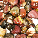 硅化木心 - 化石