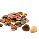 硅化木心 - 化石