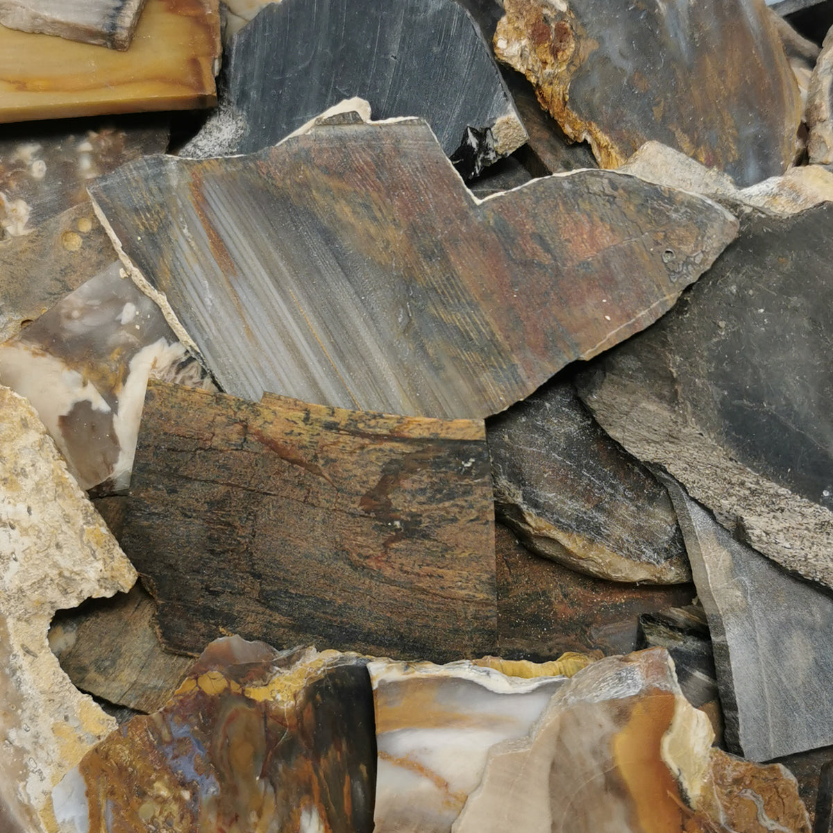 Assorted petrified wood slab – close-up of slabs