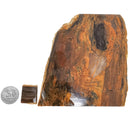 Petrified Wood Slabs - Rough