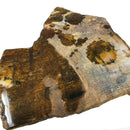 Petrified Wood Slabs - Rough