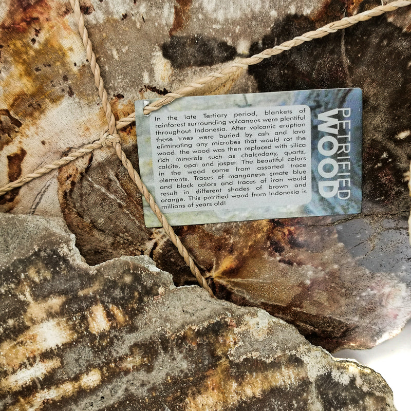 Petrified Wood - Fossil Slab