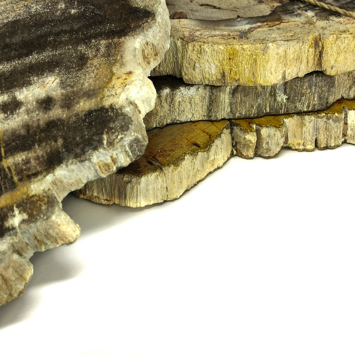 Petrified Wood slab fossil from Banten, Indonesia.