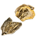 Petrified Wood - Fossil Slab