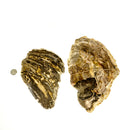 Petrified Wood - Fossil Slab