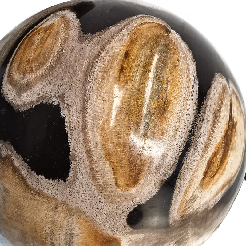 硅化木 - 化石球