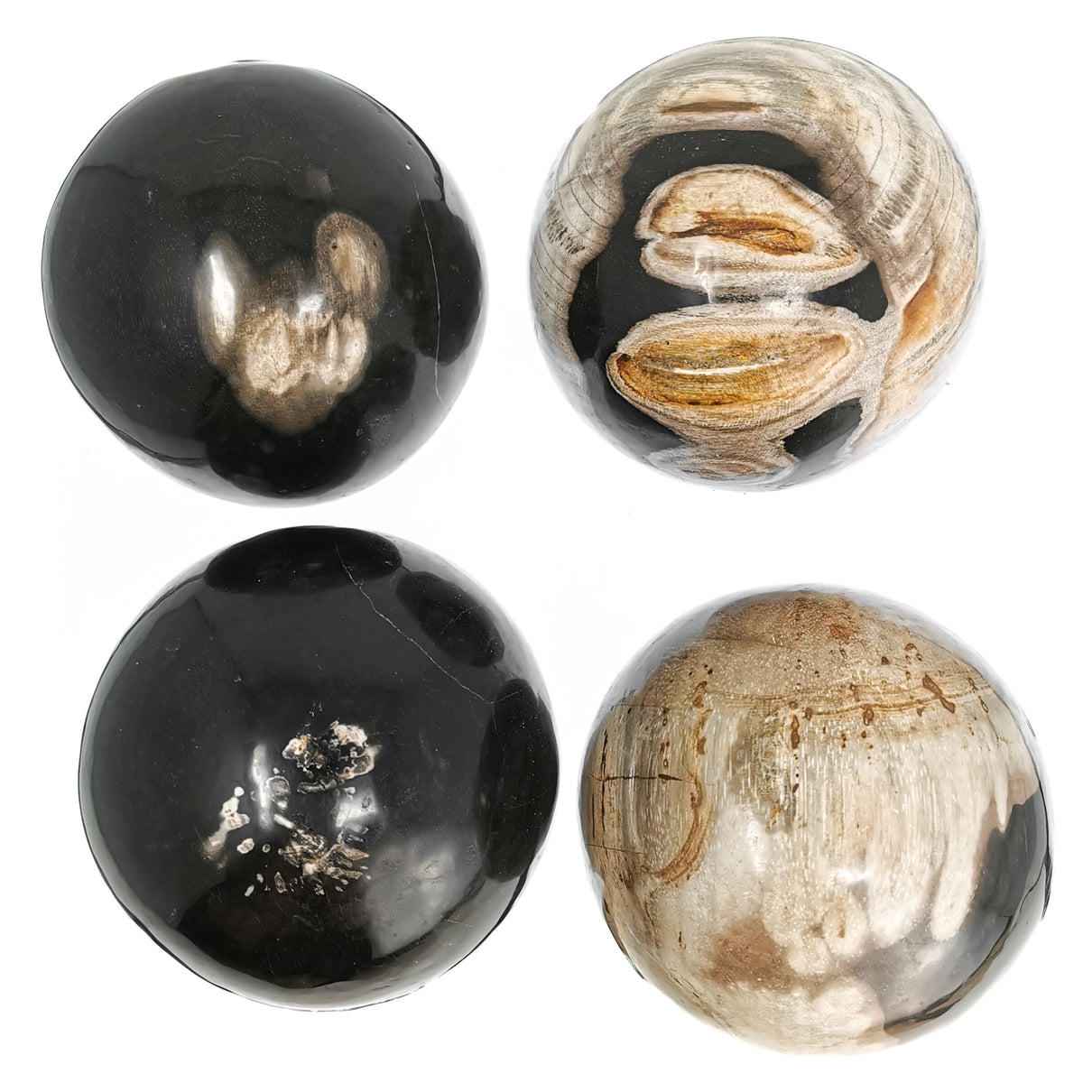 Petrified Wood sphere fossil from Indonesia.