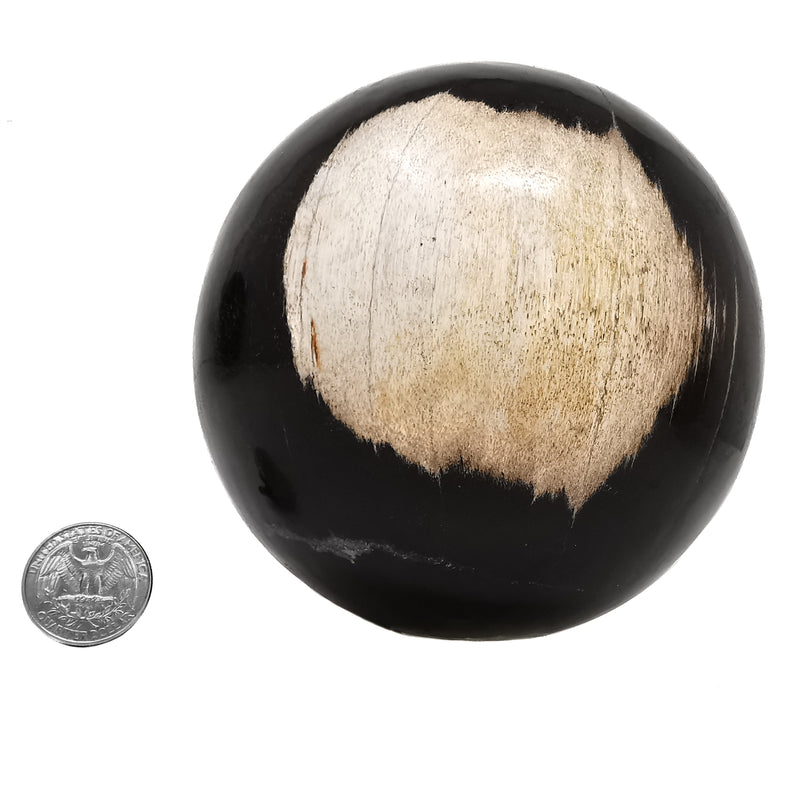 矽化木 - 化石球