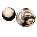 硅化木 - 化石球