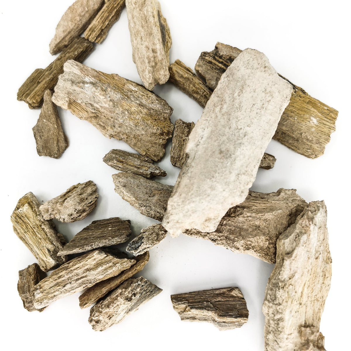 Petrified Wood shard fossil from Bouse, Arizona, USA.