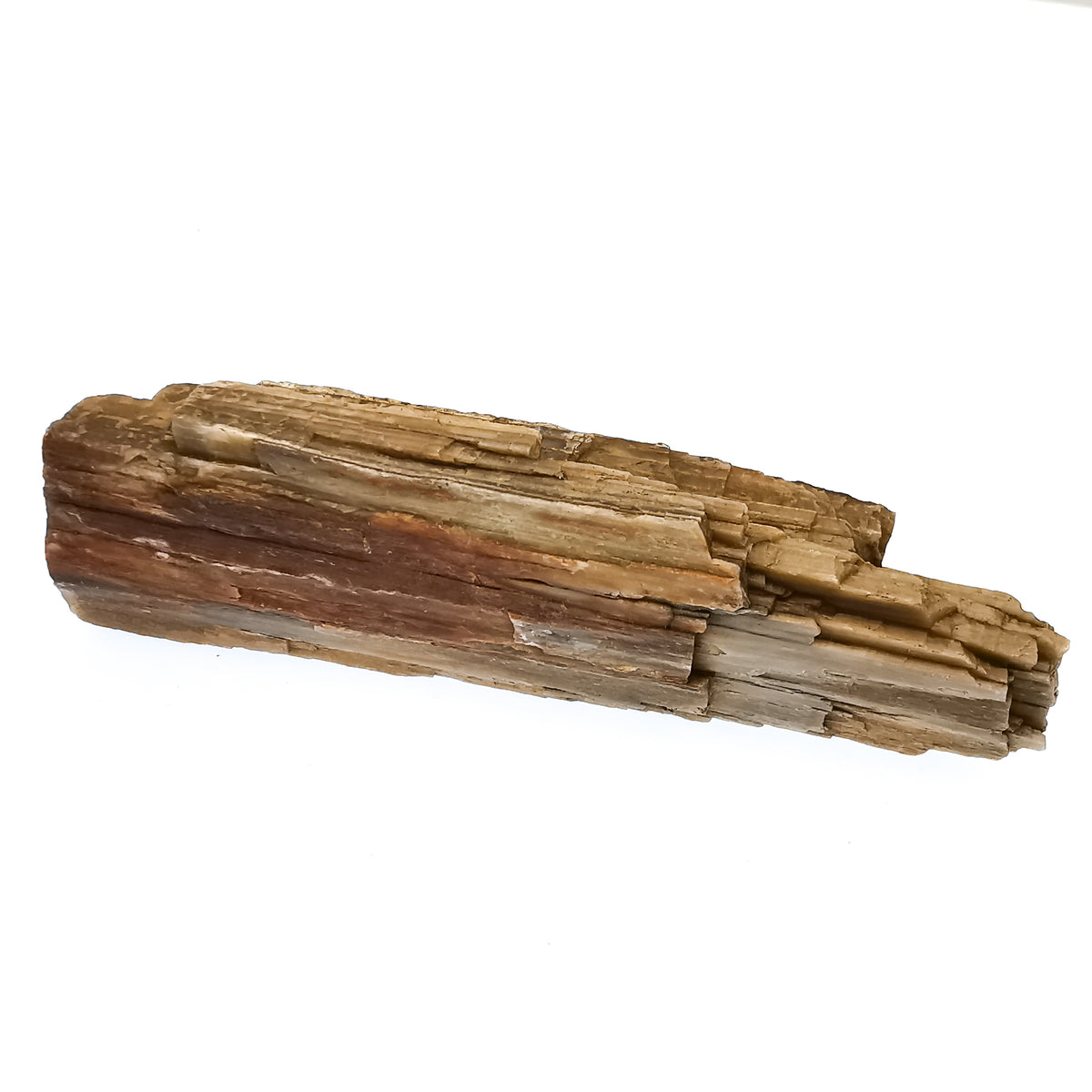 Petrified Wood Chips fossil.