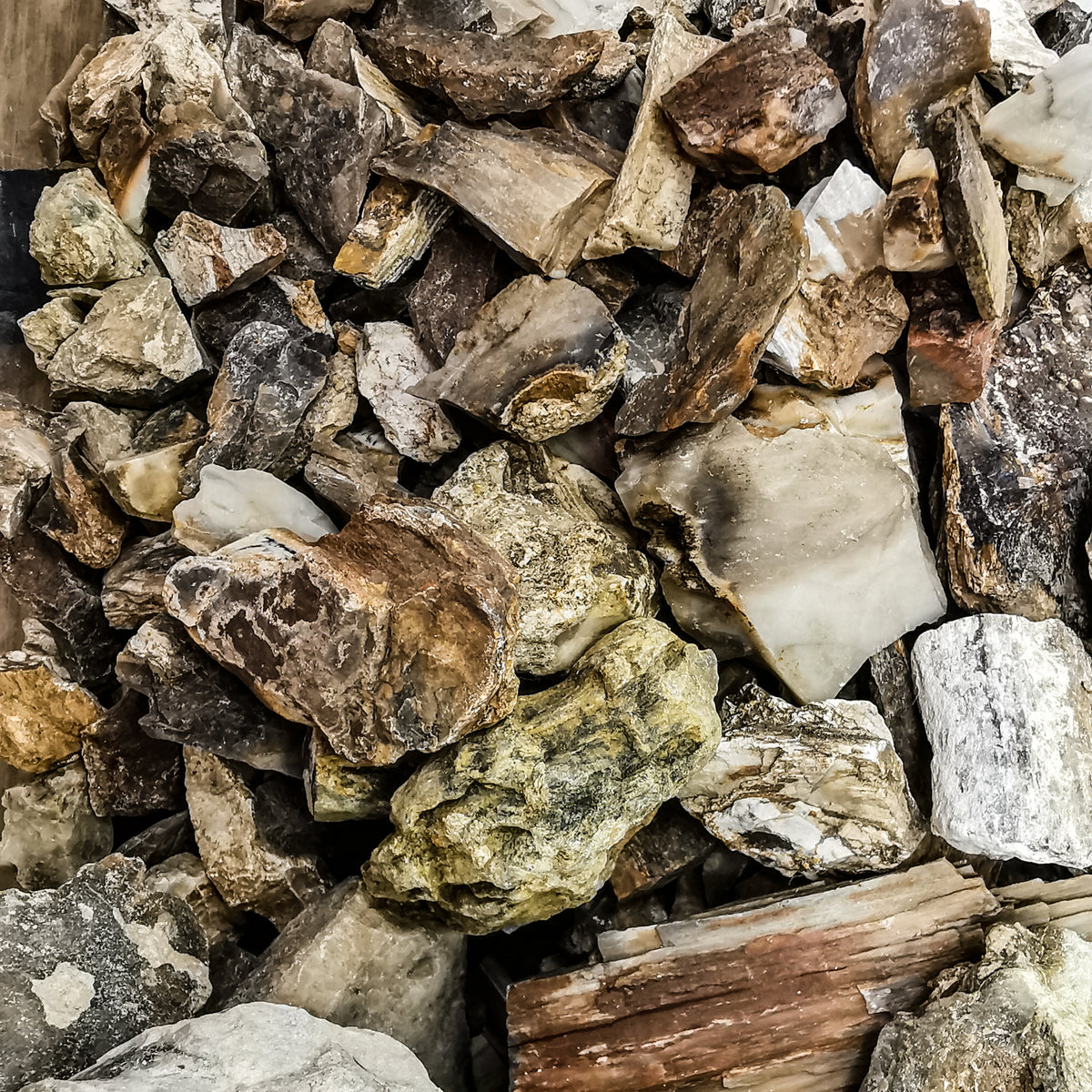 Petrified Wood Chips fossil.