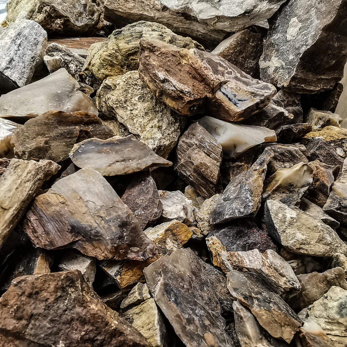 Petrified Wood Chips fossil.
