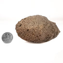 Pinecone - Fossil Specimen