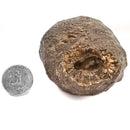 Pinecone - Fossil Specimen