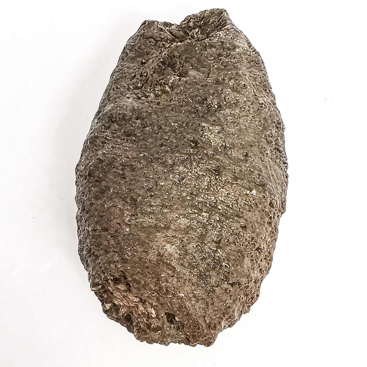 Pinecone fossil specimen from Santa Cruz, Patagonia, Argentina, La Matilde Formation, Middle Jurassic.