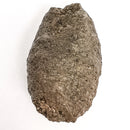 Pinecone - Fossil Specimen